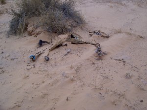 Martwy dromader znaleziony na Saharze (fot. JA)