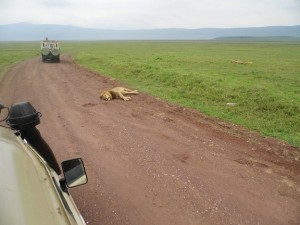 Lew śpi najedzony w rezerwacie Ngorongoro ((Afryka-safari: 02.2014, fot. Paweł Jeżewski)