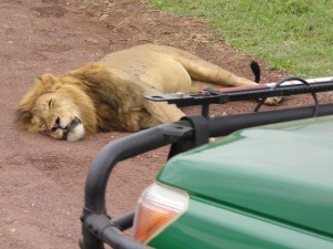 Najedzony lew śpi na drodze (Afryka-safari, 02.2014, fot.Paweł Jeżewski)
